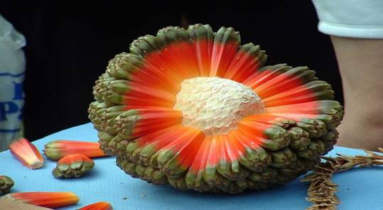 sorbet au pandanus